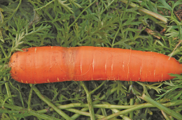 Symptôme de bague lié aux Phytophthora spp. sur carotte